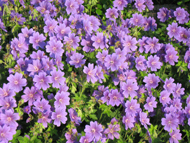 3. Impresionen direkt ums Haus