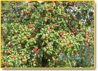 Im Herbst