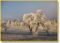 Im Winter